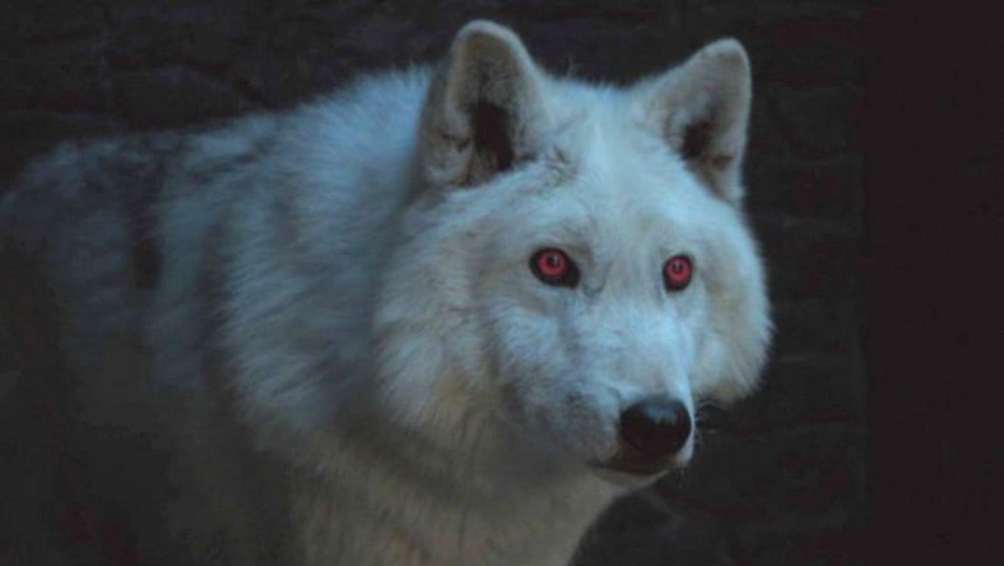 La saison 8 de Game of Thrones aurait dû mettre en scène une bataille avec des loups